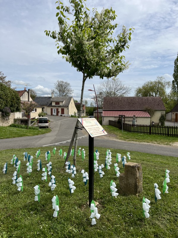Du muguet au pied de l'arbre à muguet