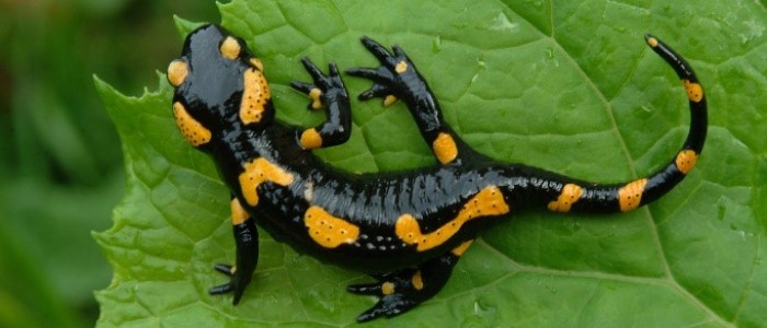 Réunion publique sur l'Inventaire Biodiversité Communale