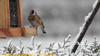 CHARDONNERET ÉLÉGANT