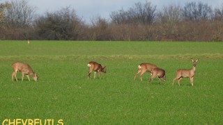 CHEVREUILS
