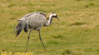 GRUE CENDRÉE