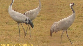 GRUES CENDRÉES
