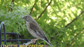 LINOTTE MÉLODIEUSE femelle