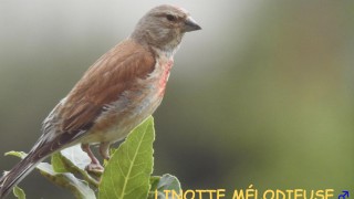 LINOTTE MÉLODIEUSE mâle