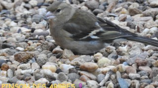 PINSON DES ARBRES femelle