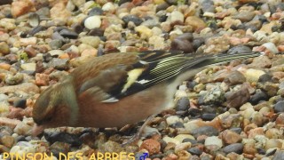 PINSON DES ARBRES mâle