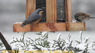 SITTELLE TORCHEPOT & MOINEAU